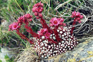 Sempervivum arachnoideum